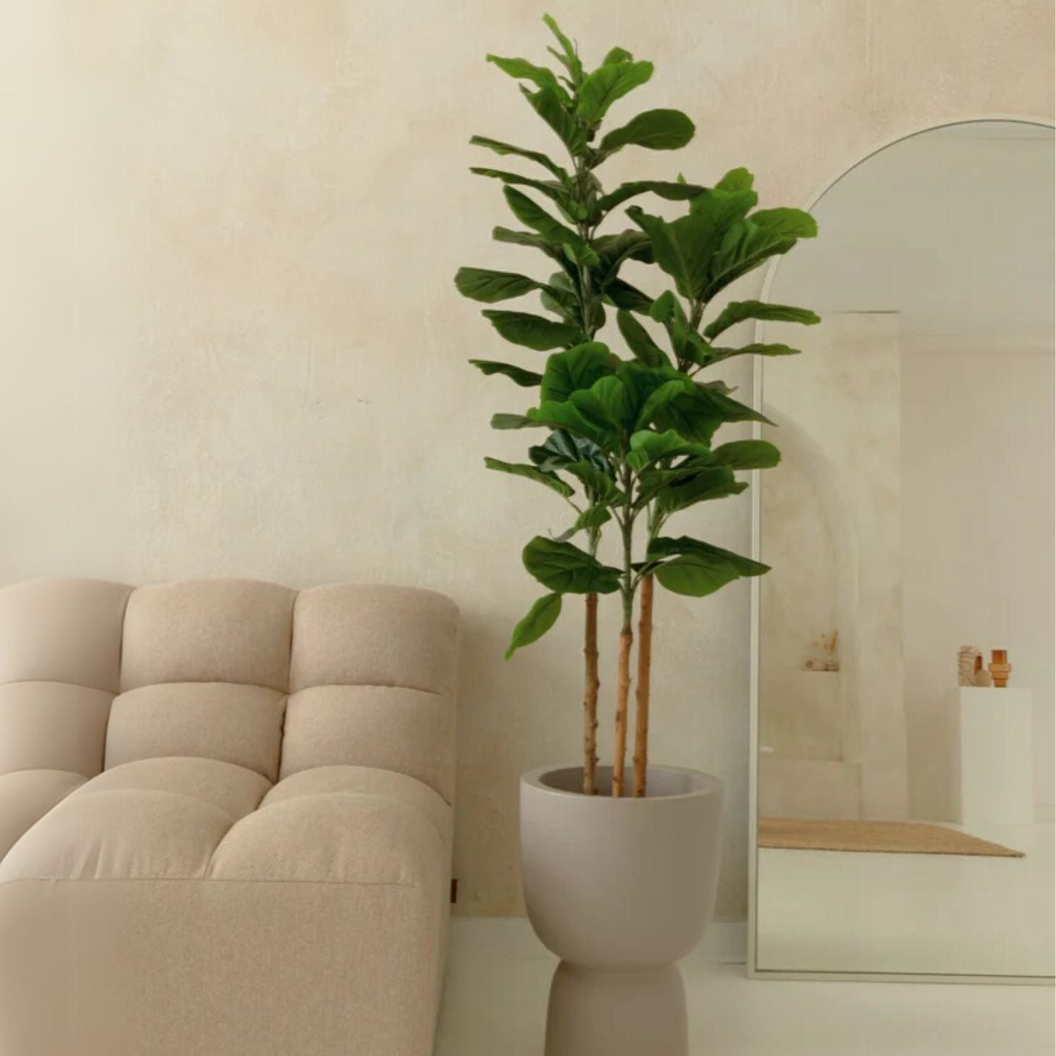 Kunst Ficus Categorie