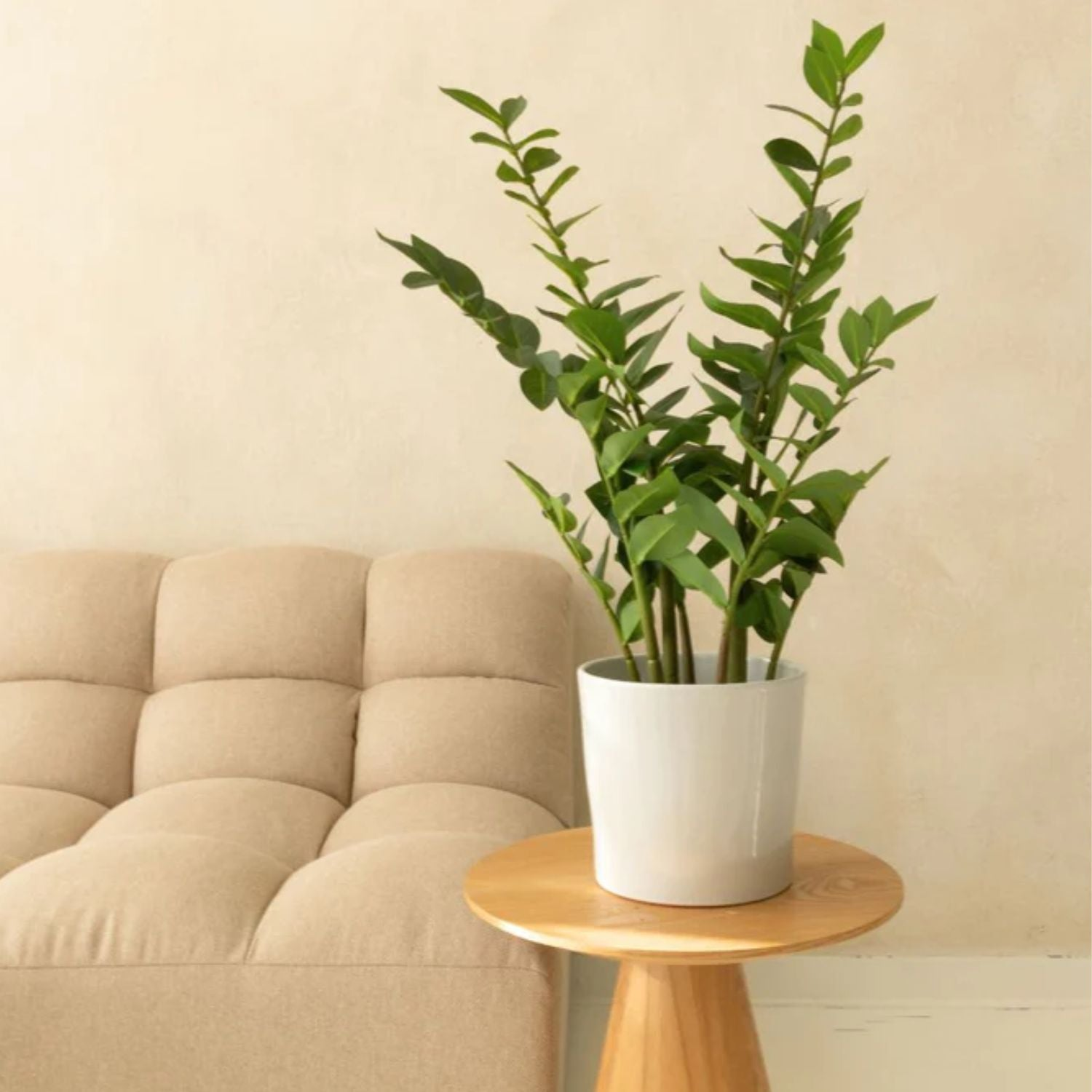 zamioculcas kunstplanten categorie