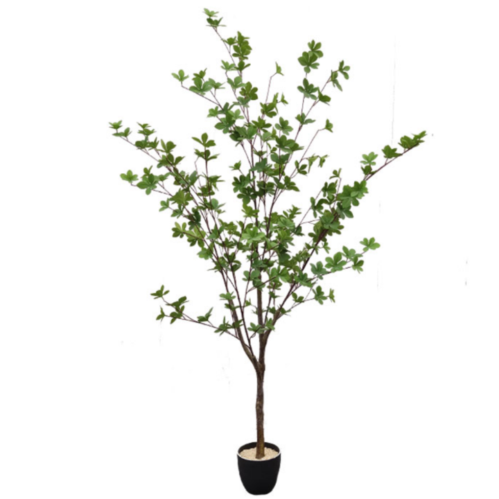 Esdoornboom 150cm