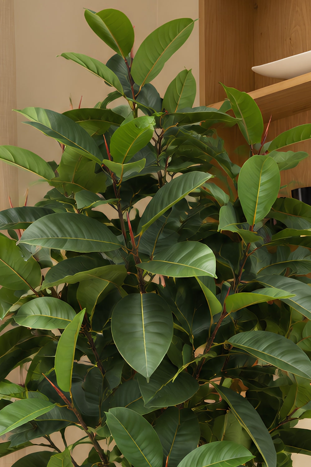 Ficus Kunstplant Elastica 180cm
