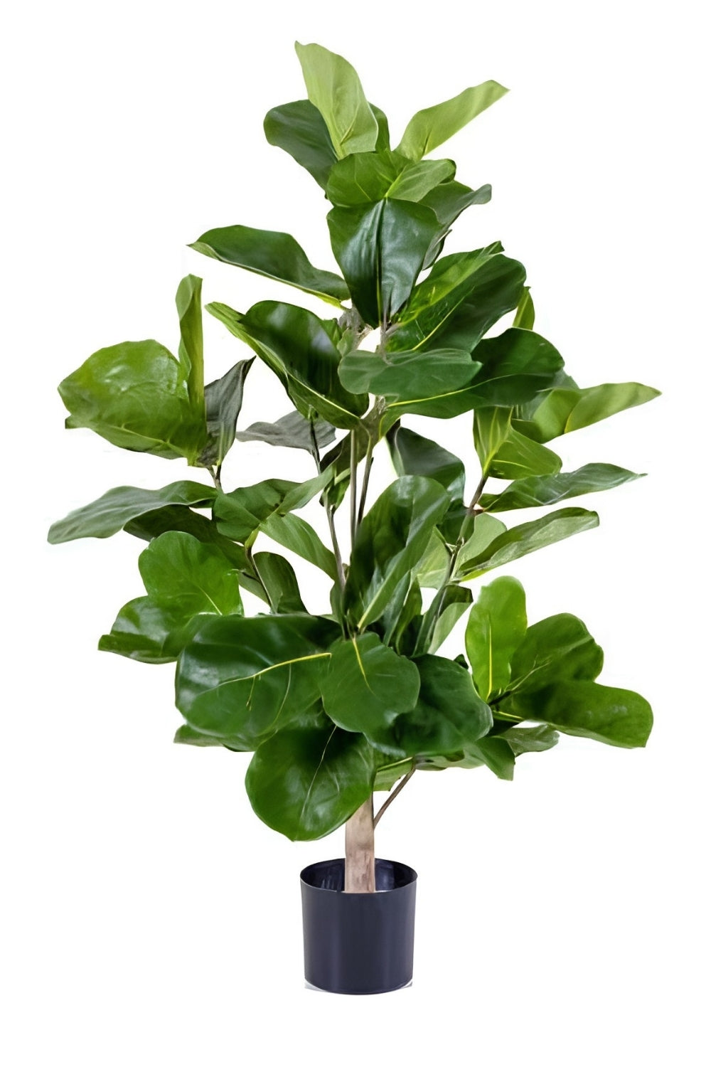 Ficus Kunstplant 90cm