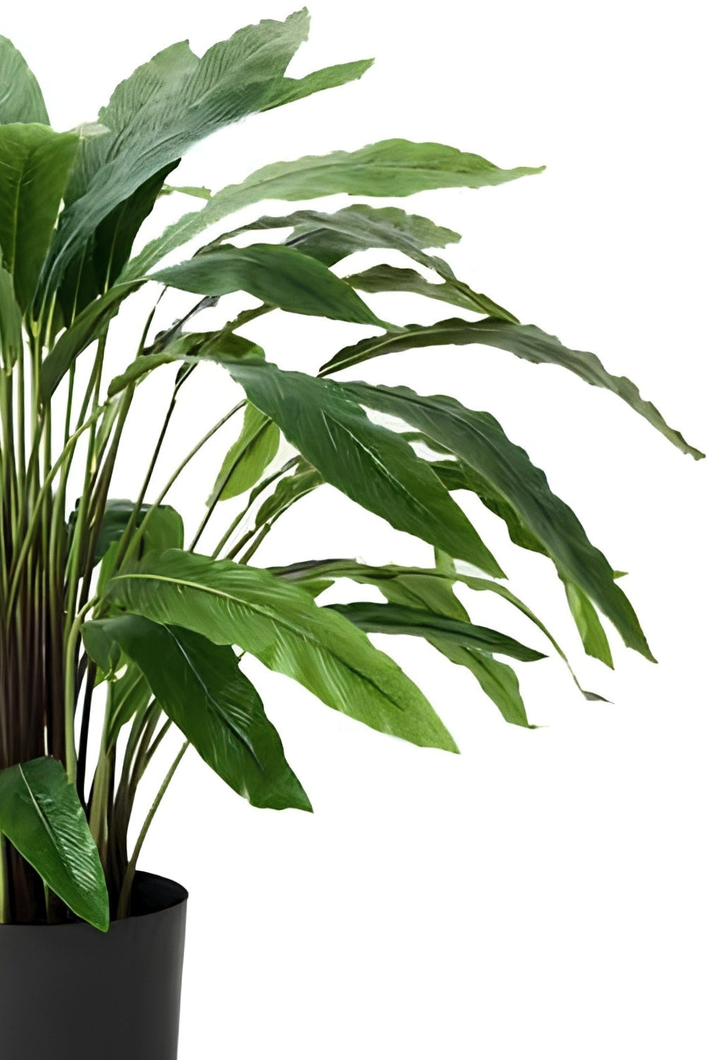 Calathea Kunstplant 60cm