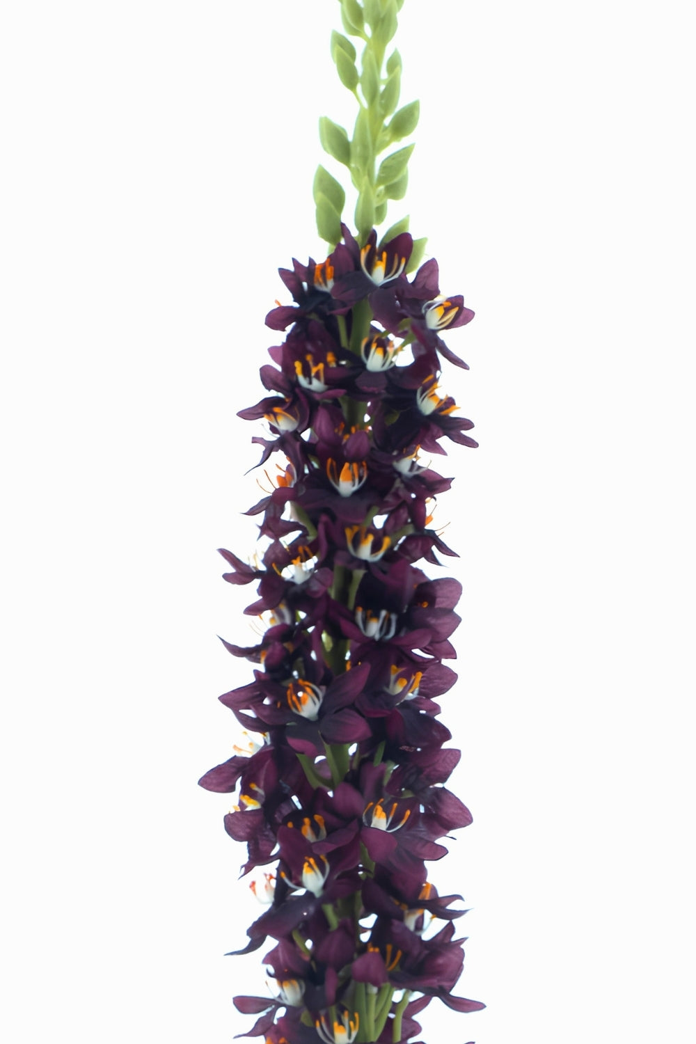 Eremurus Kunstbloem Paars 105cm