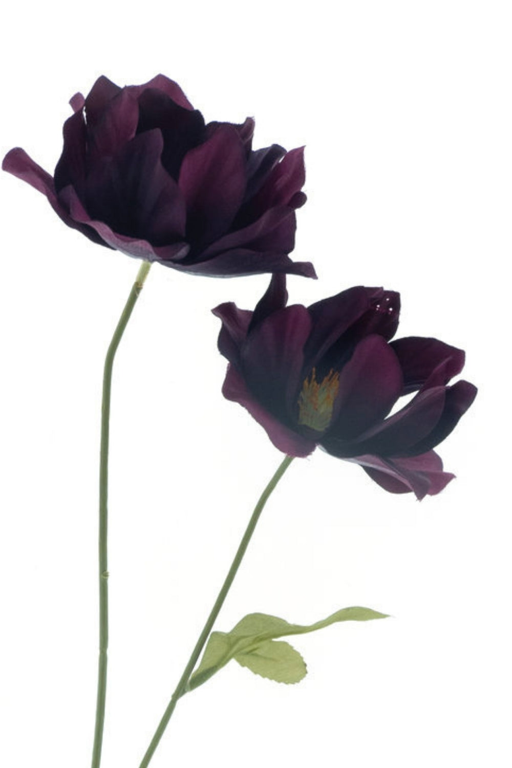 Wilde Lotus Paars 64cm
