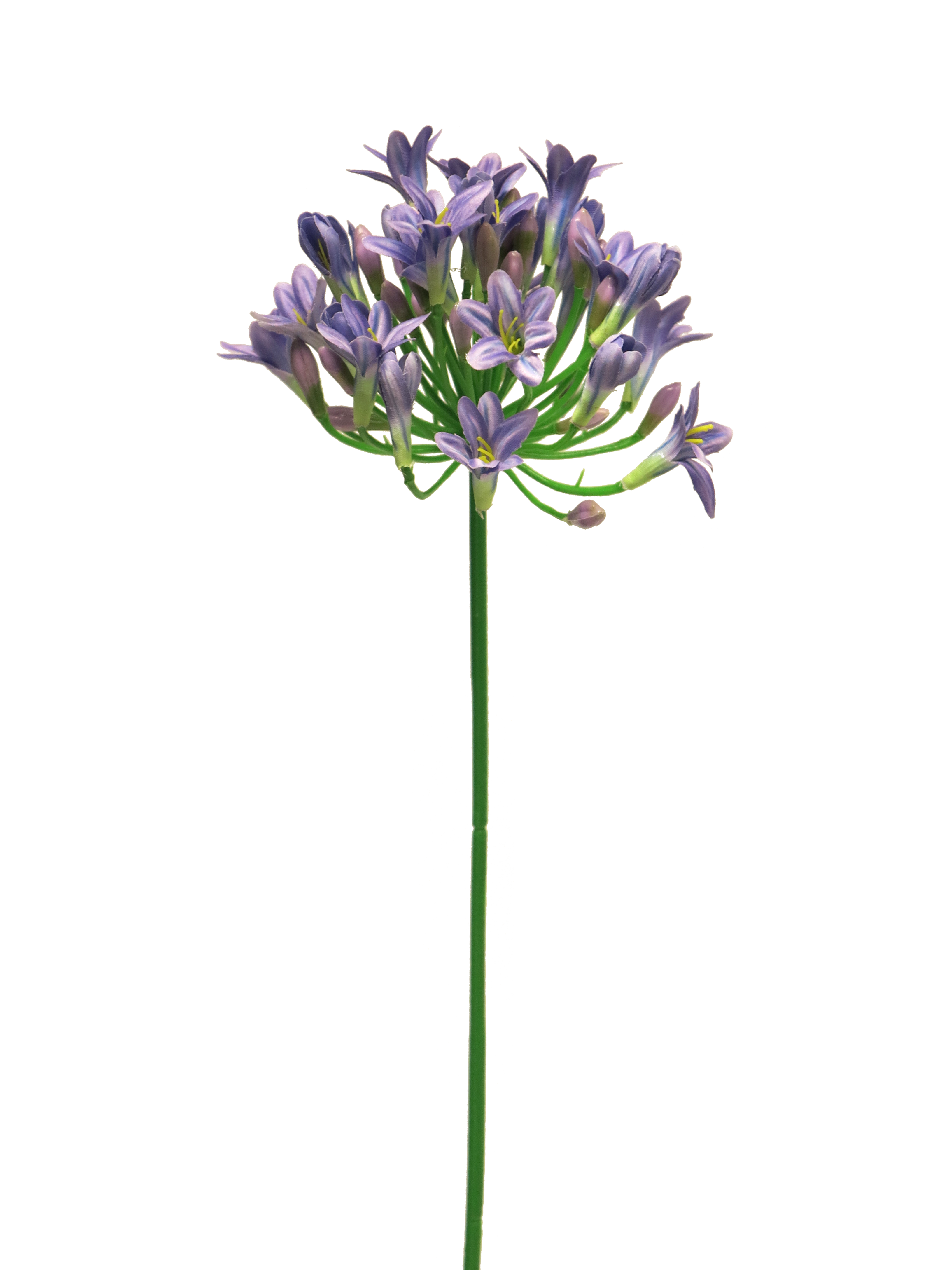 Agapanthus Lady Blue Paars 75cm