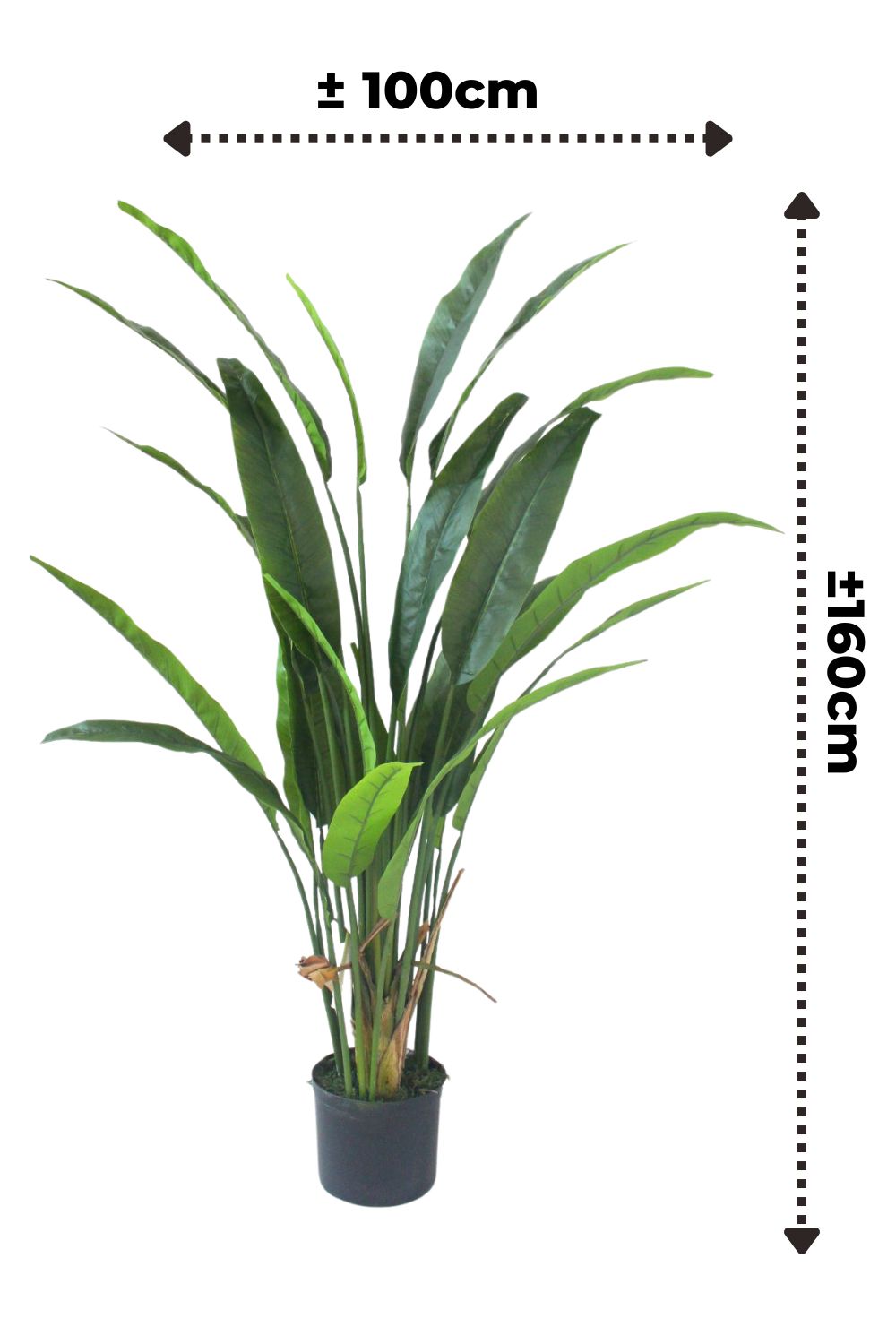 Pre-Order Strelitzia Kunstplant 160cm