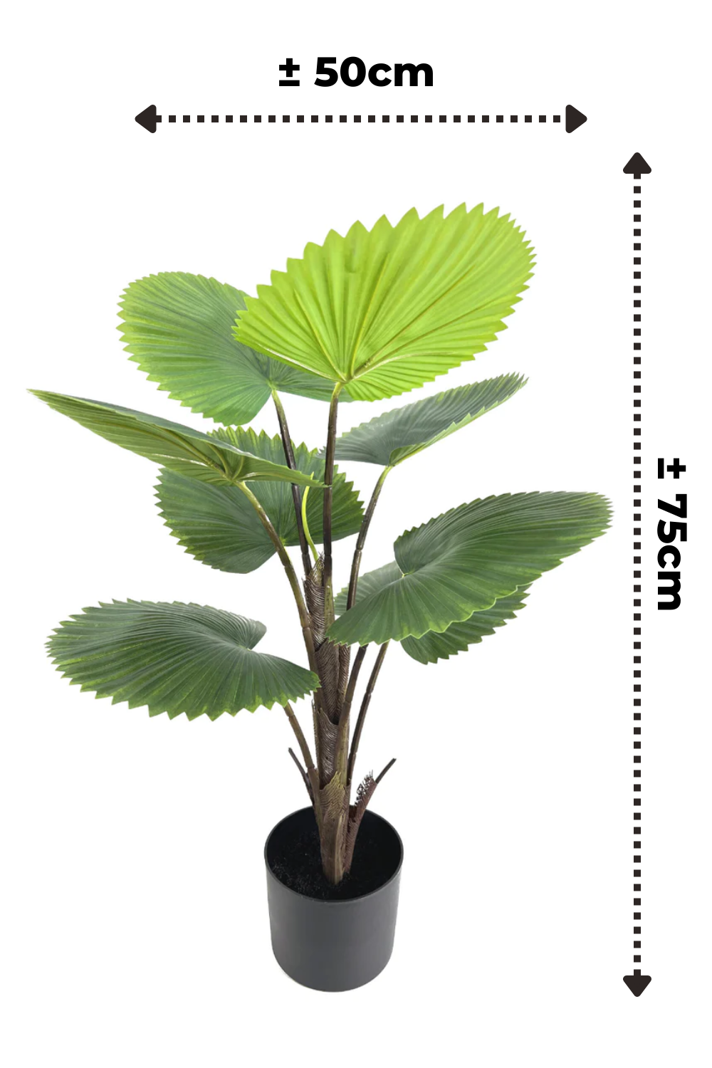 afmetingen kunst waaierpalm