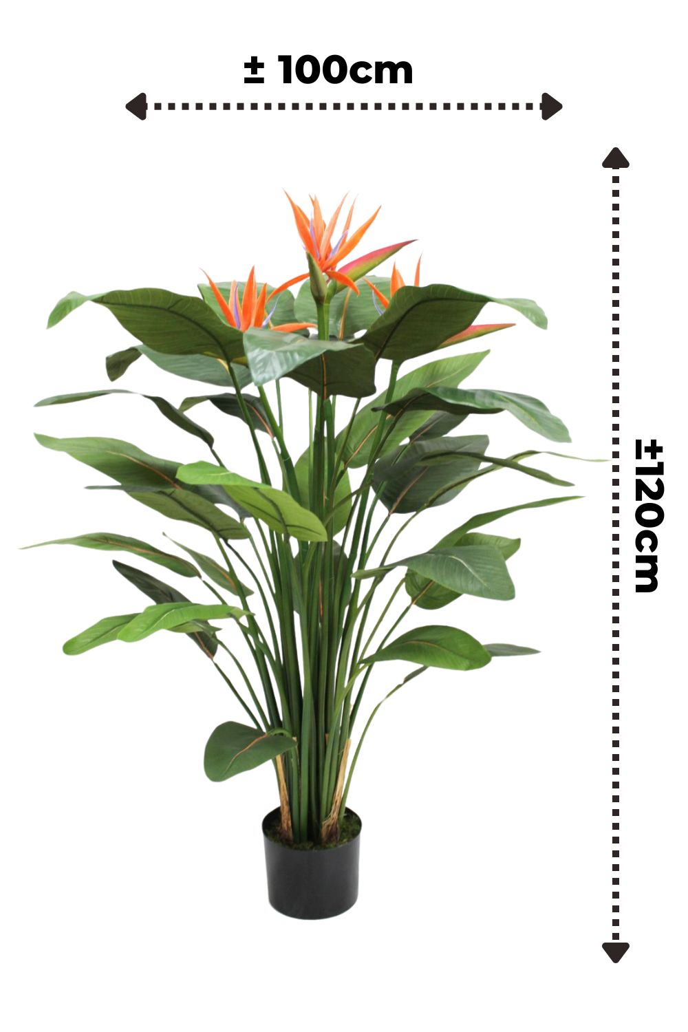 Afmetingen Strelitzia kunstplant 120cm