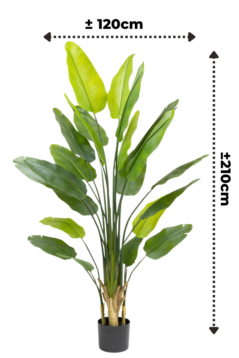 afmetingen strelitzia kunstplant 210cm