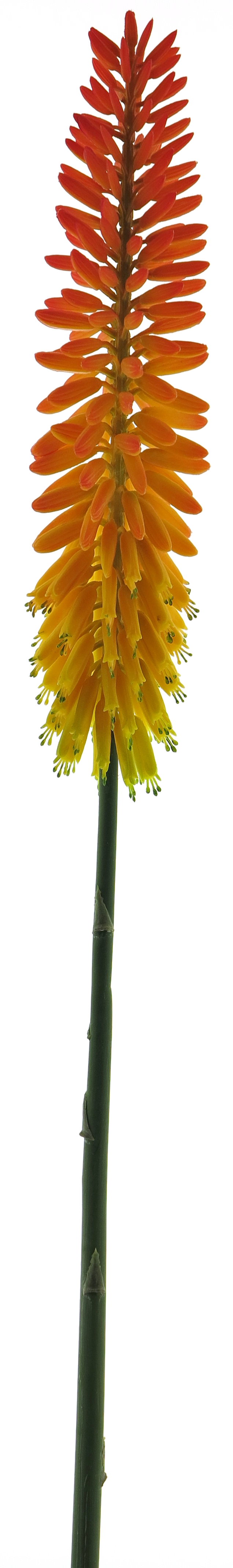 Kniphofia Kunstbloem 87cm Oranje