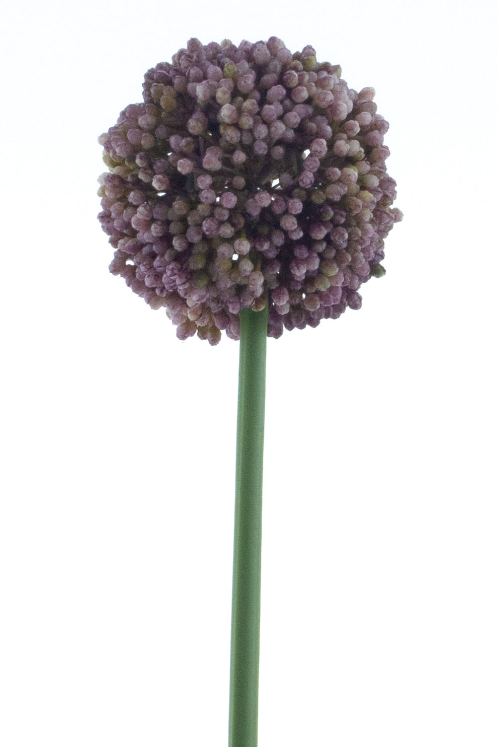 Allium Kunstbloem Paars 66cm