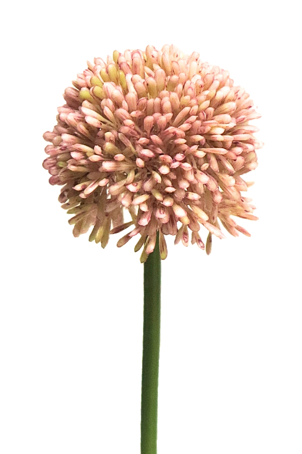 Allium Kunstbloem Roze 44cm