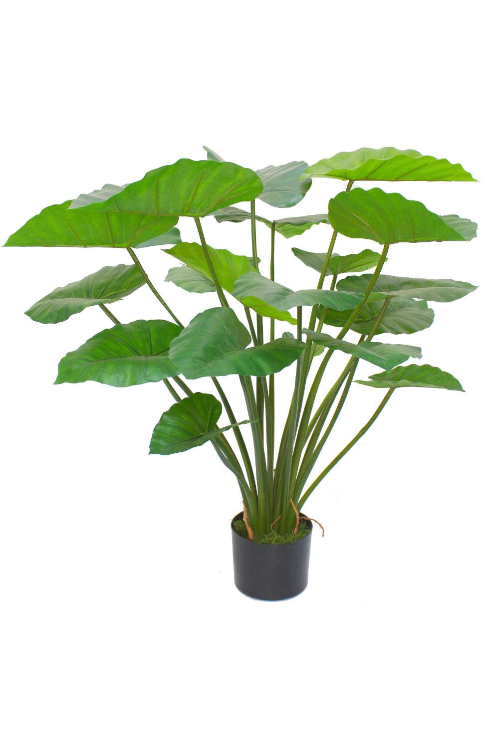 Alocasia Kunstplant 100cm