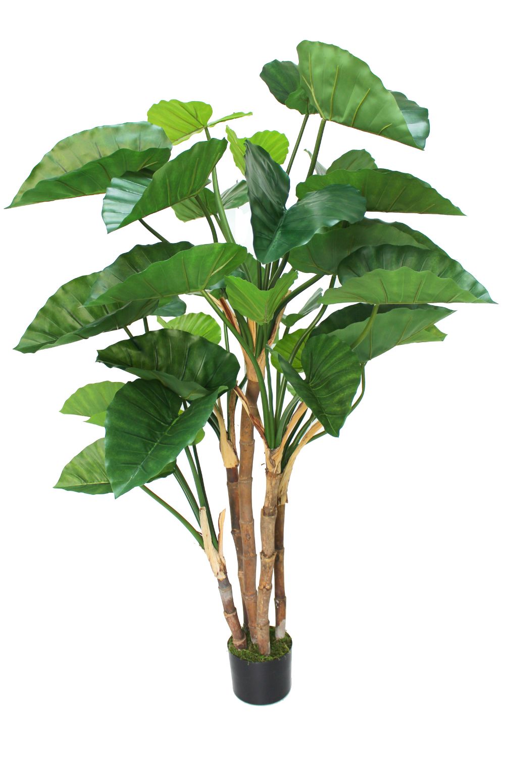 Alocasia Kunstplant 165cm