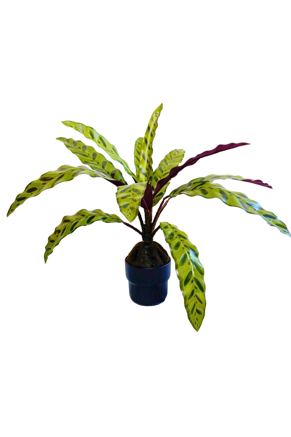 Calathea Kunstplant 45cm