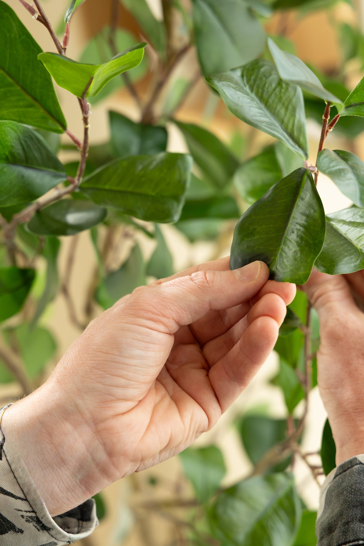 Ficus Triangularis Kunstplant 150cm
