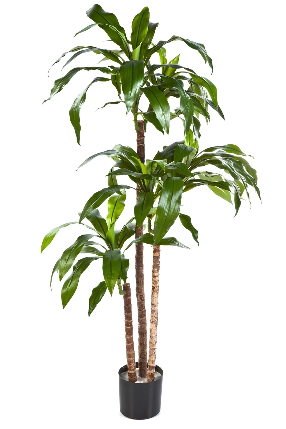 Dracaena Fragans Kunstplant 120cm