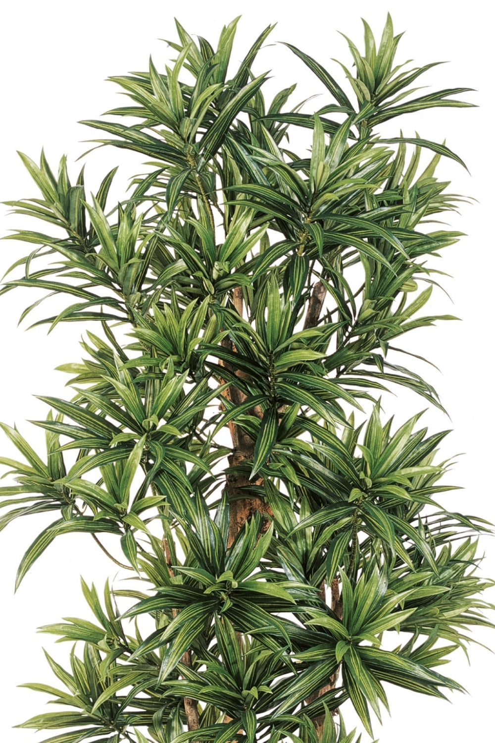 Dracaena Reflexa Kunstplant 150cm