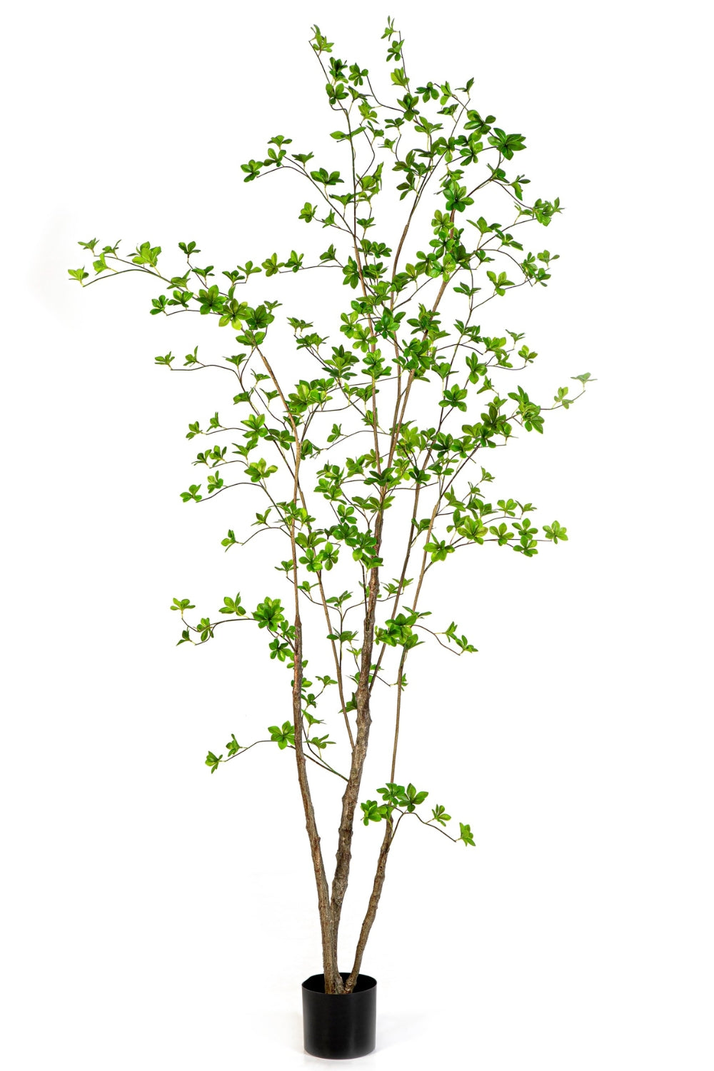 Enkianthus Kunstplant 210cm