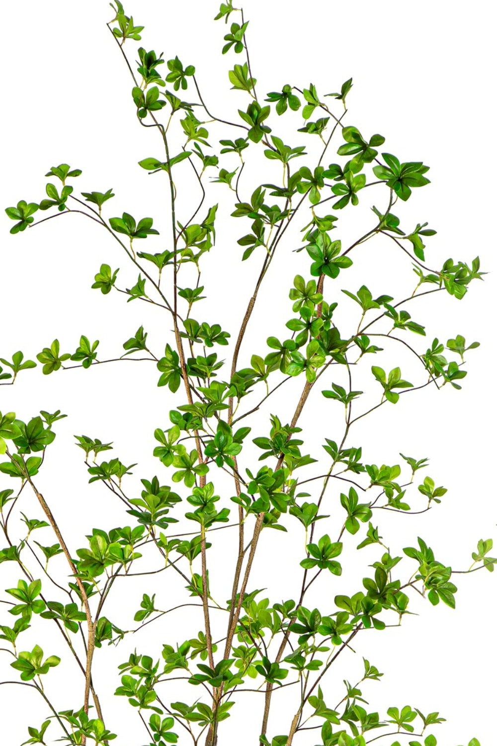 Enkianthus Kunstplant 210cm