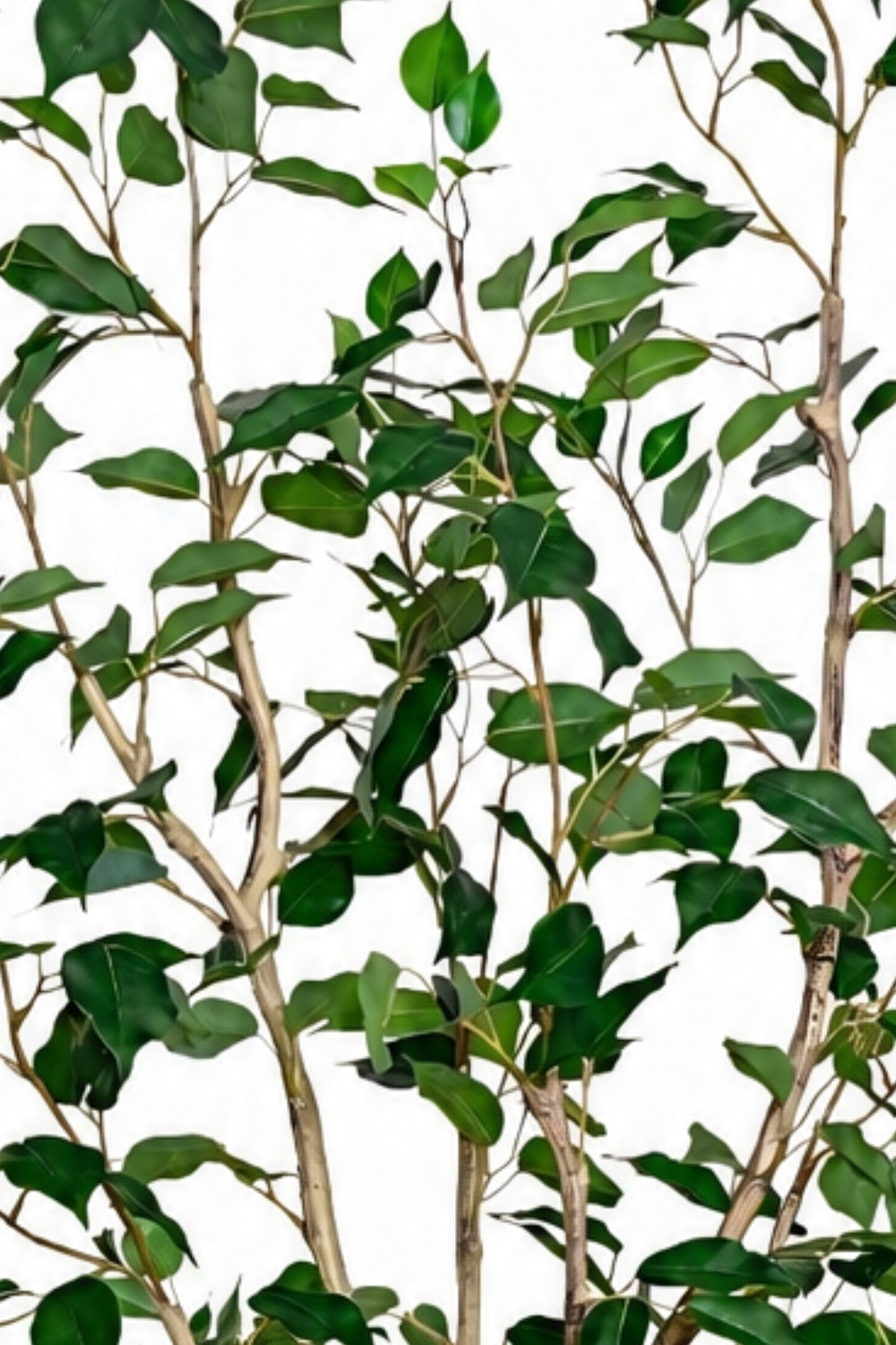 Pre-Order Ficus Kunstplant 150cm Deluxe