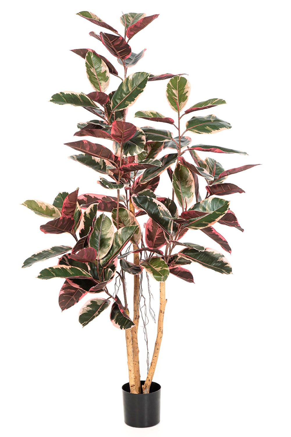 Ficus Kunstplant Elastica 170cm Ruby