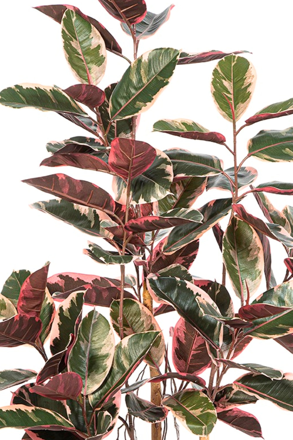 Ficus Kunstplant Elastica 170cm Ruby