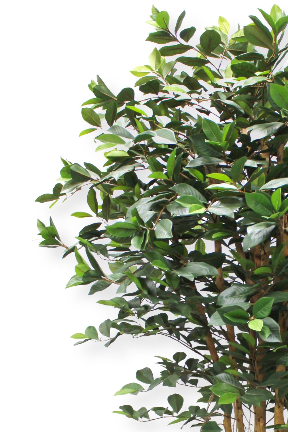 bladeren ficus kunstplant 180cm