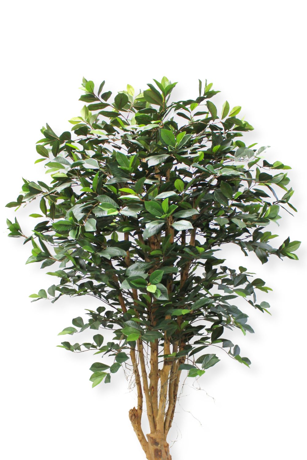 bovenzijde ficus kunstplant 180cm