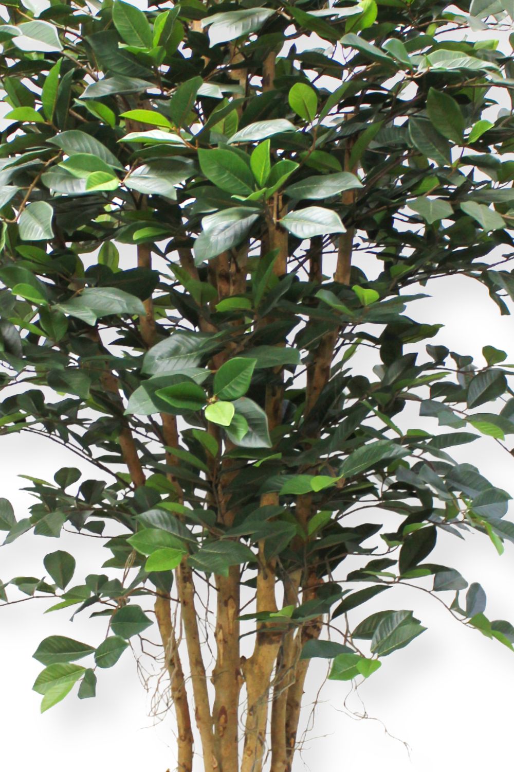 details ficus kunstplant 180cm