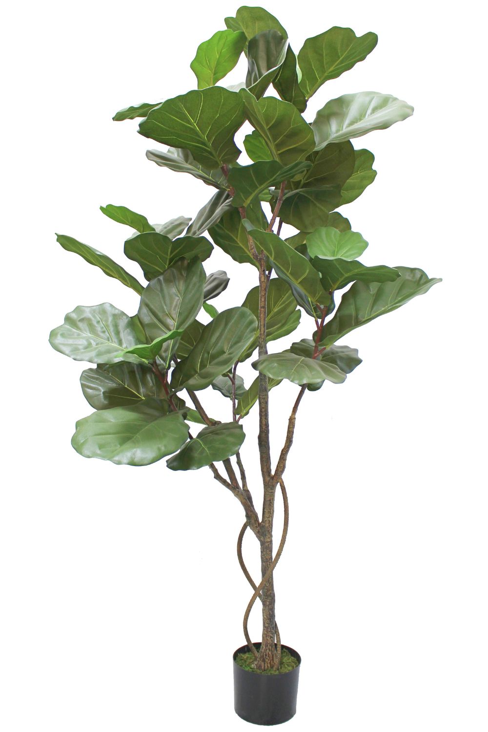 Ficus Liana - kunstplant eenvoudig en snel online bestellen Ficus Liana - kunstplant eenvoudig en snel online bestellen