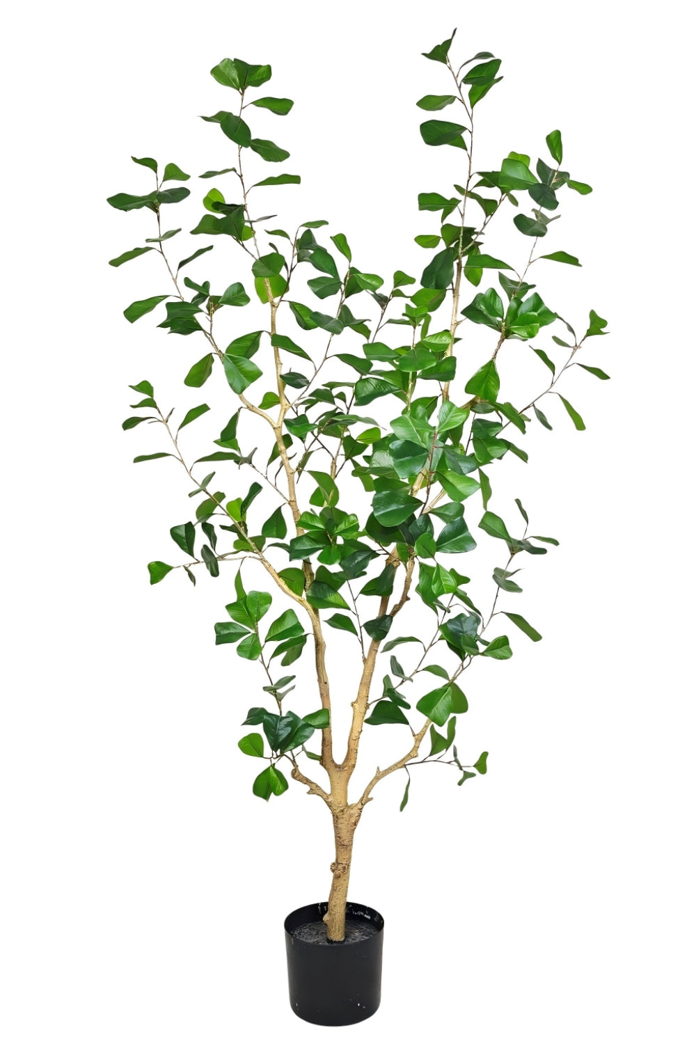 Pre-order Ficus Triangularis Kunstplant 150cm
