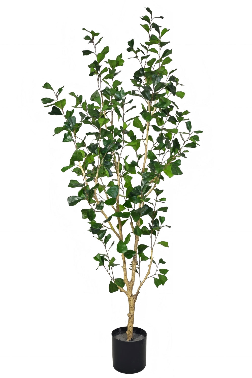 Pre-order Ficus Triangularis Kunstplant 180cm