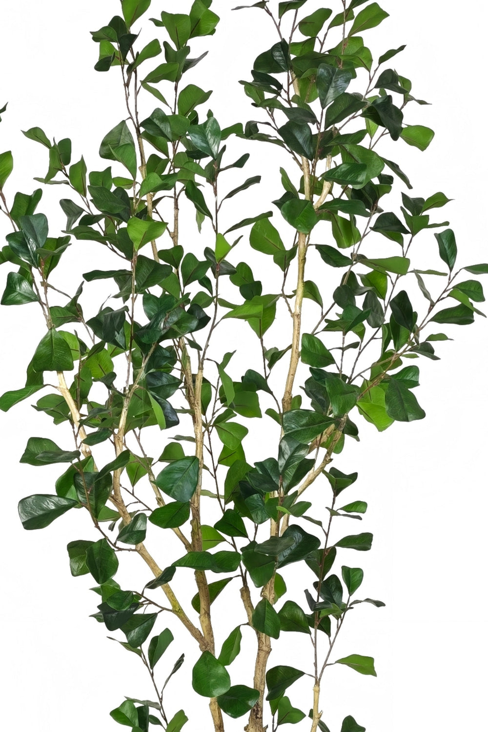 Pre-order Ficus Triangularis Kunstplant 180cm