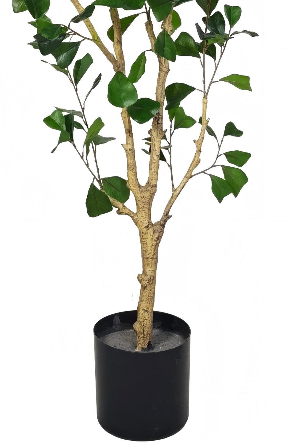 Pre-order Ficus Triangularis Kunstplant 180cm