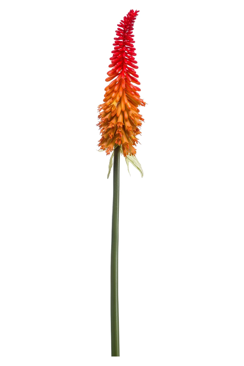 Kniphofia Kunstbloem 85cm Oranje 2
