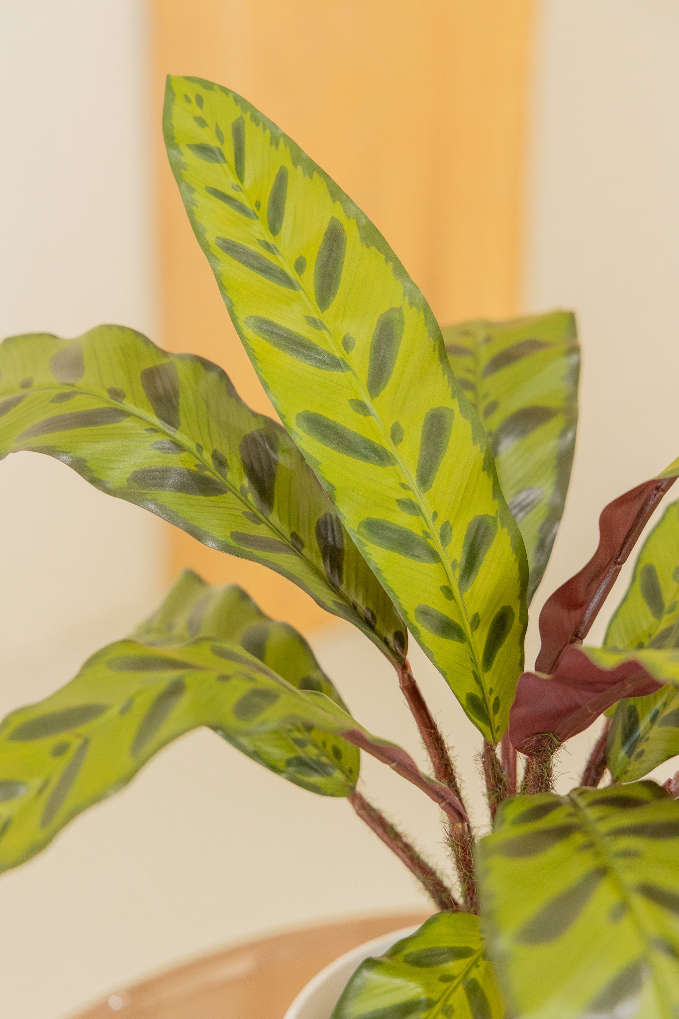 Calathea Kunstplant 45cm