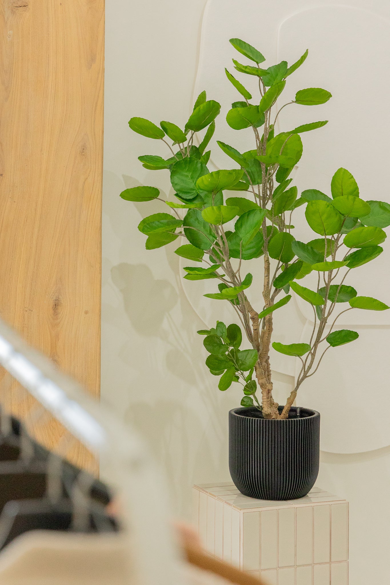 Polyscias Kunstplant 110cm