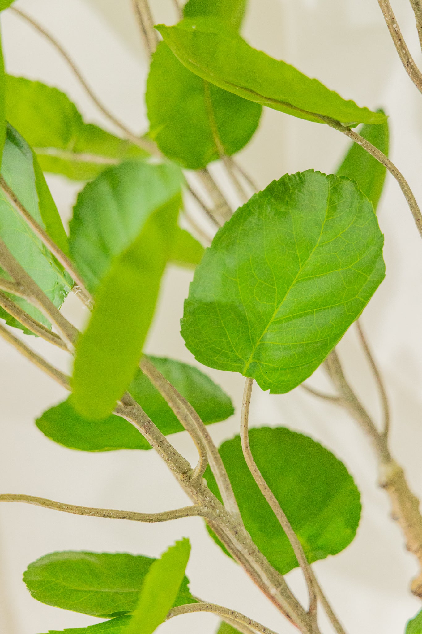 Polyscias Kunstplant 110cm