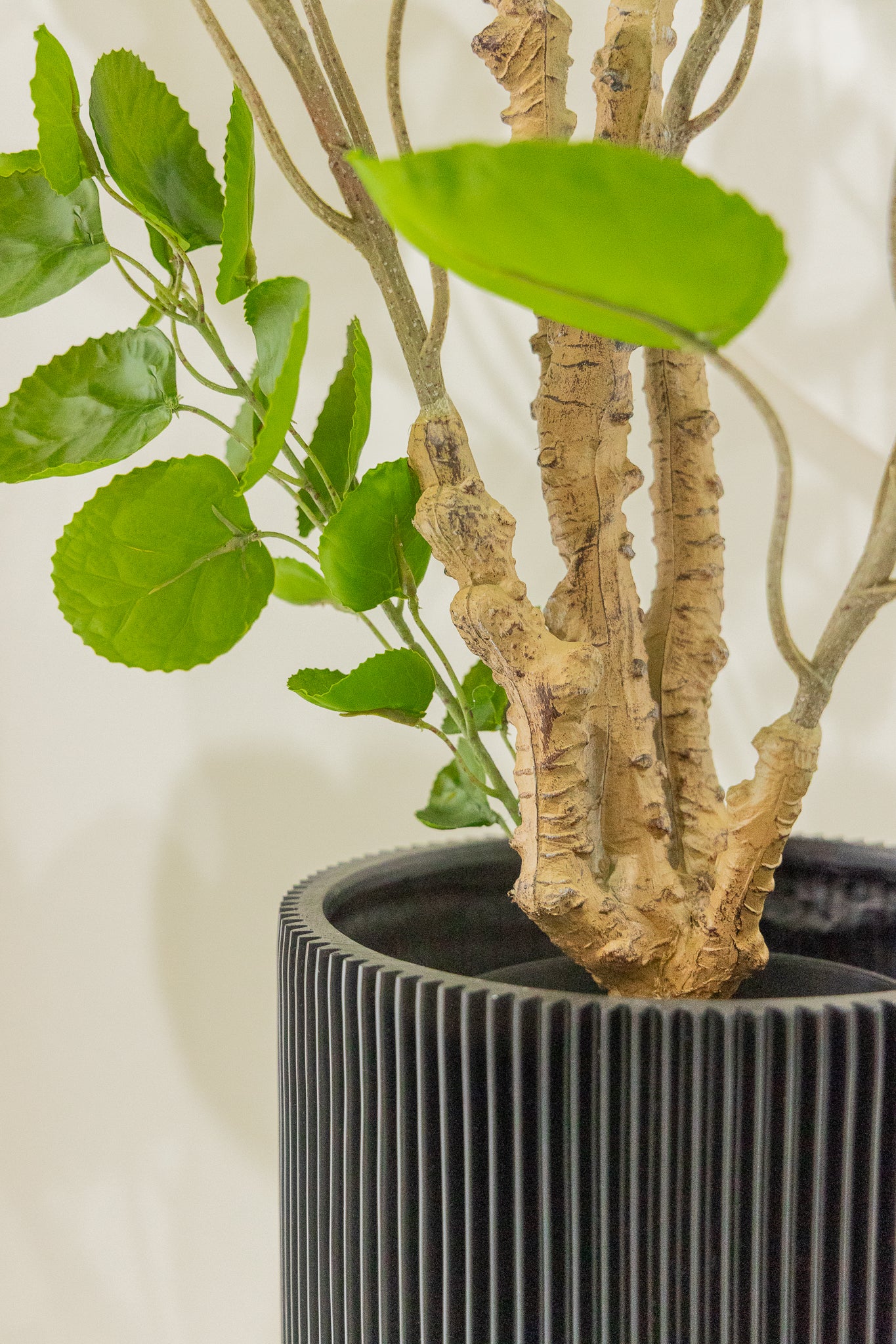 Polyscias Kunstplant 110cm