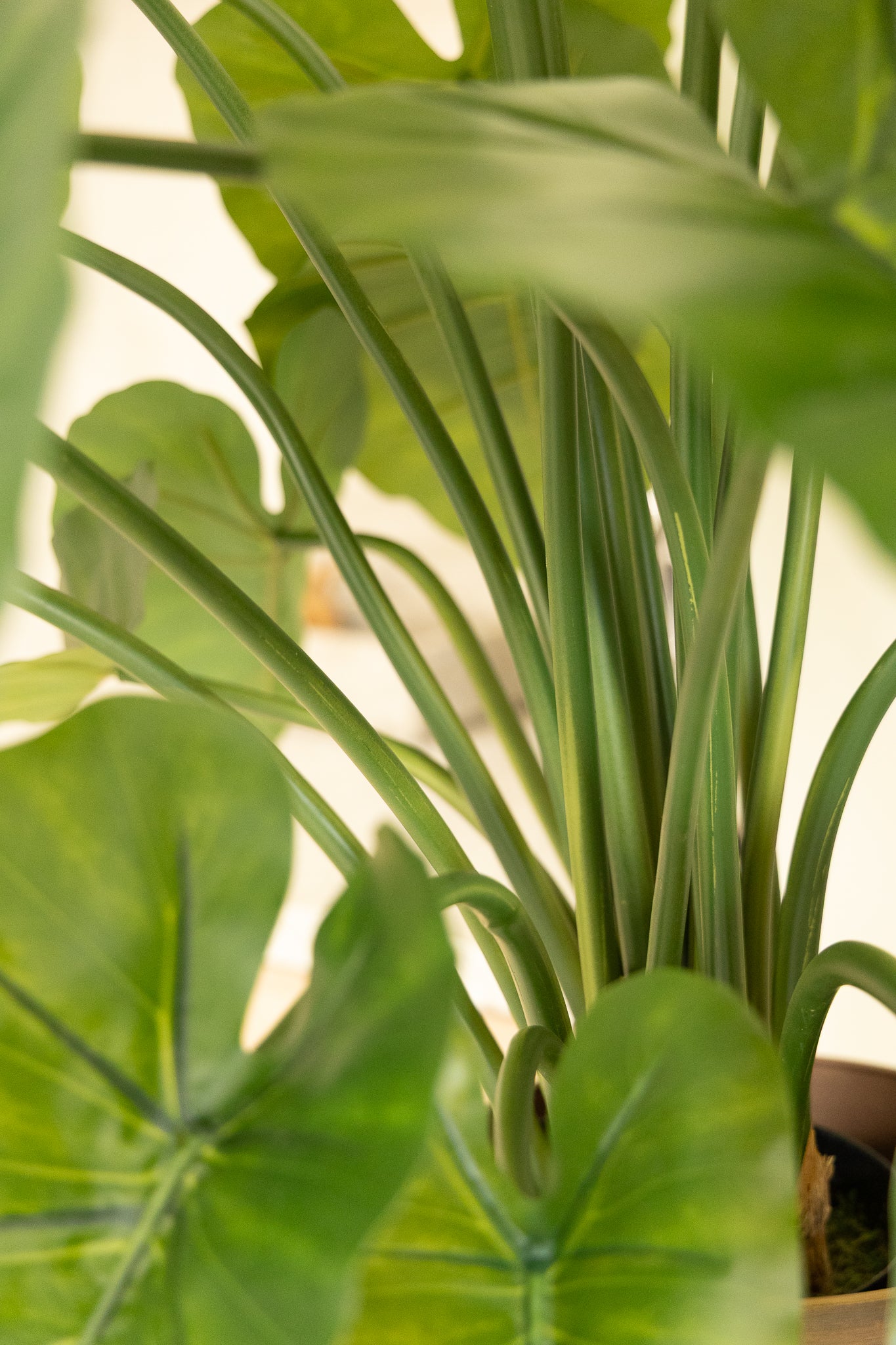 Alocasia Kunstplant 100cm