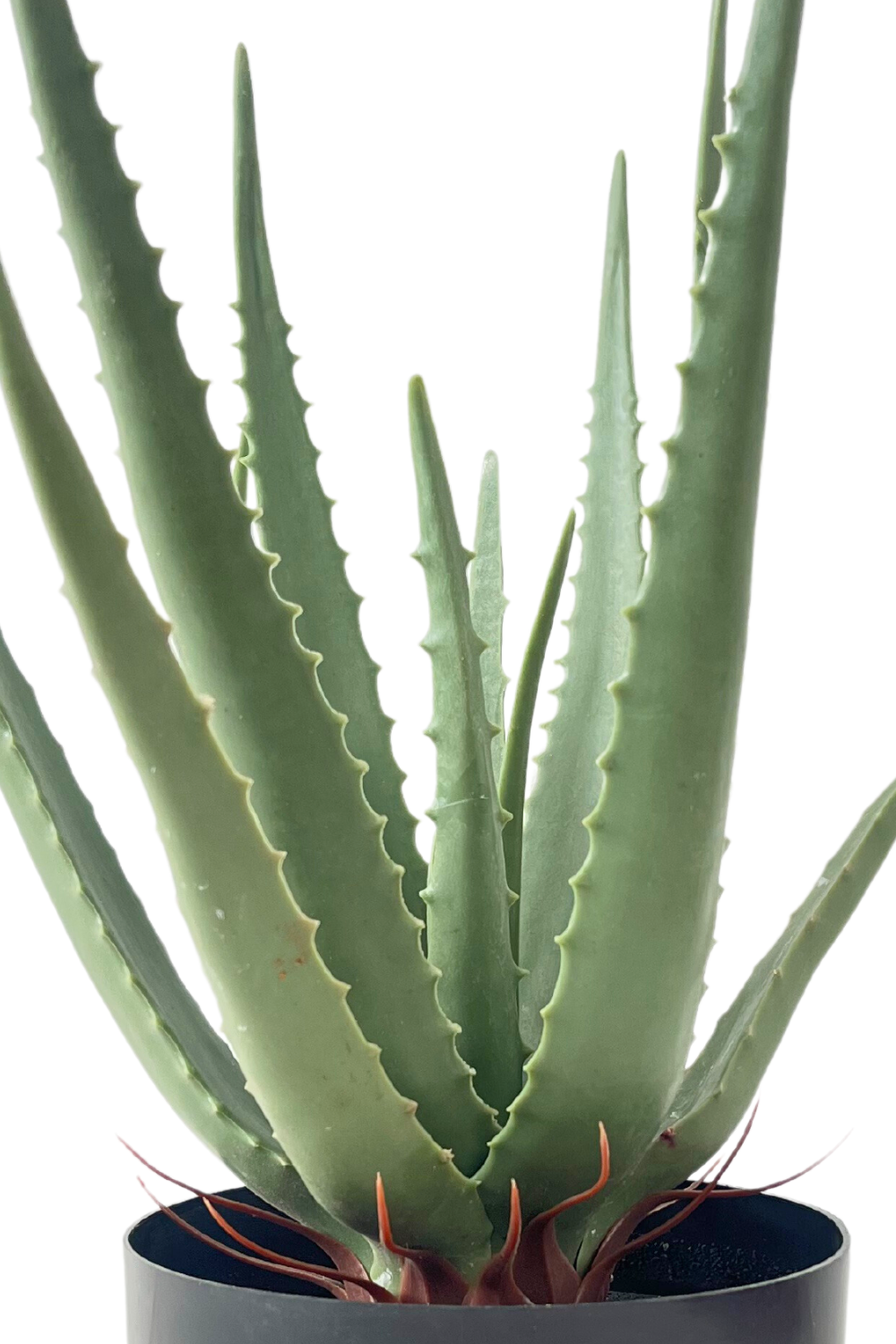 details aloe vera kunstplant bladeren