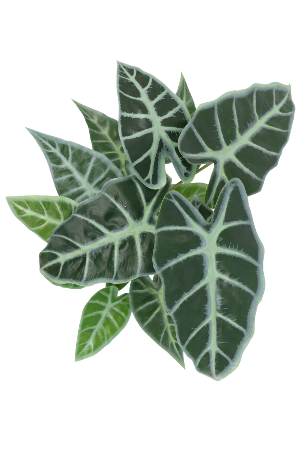 bovenaanzicht caladium kunstplant 38cm