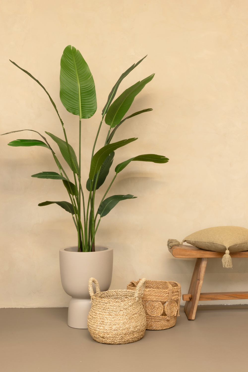 sfeerimpressie strelitzia 160cm