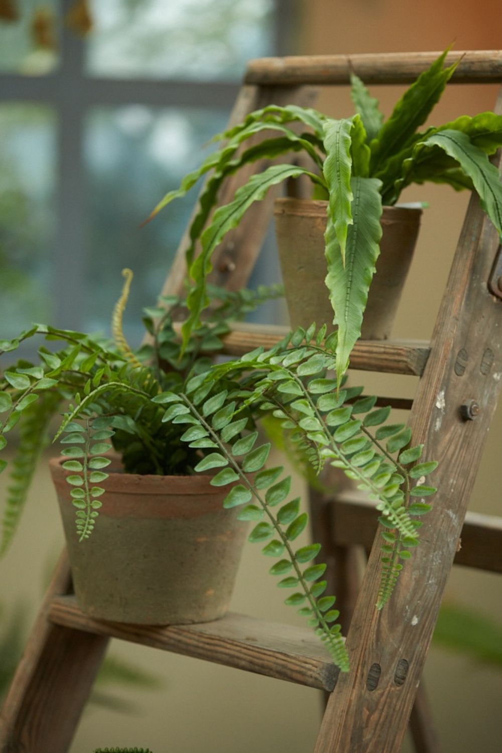 Kunst Varen Asplenium 30cm