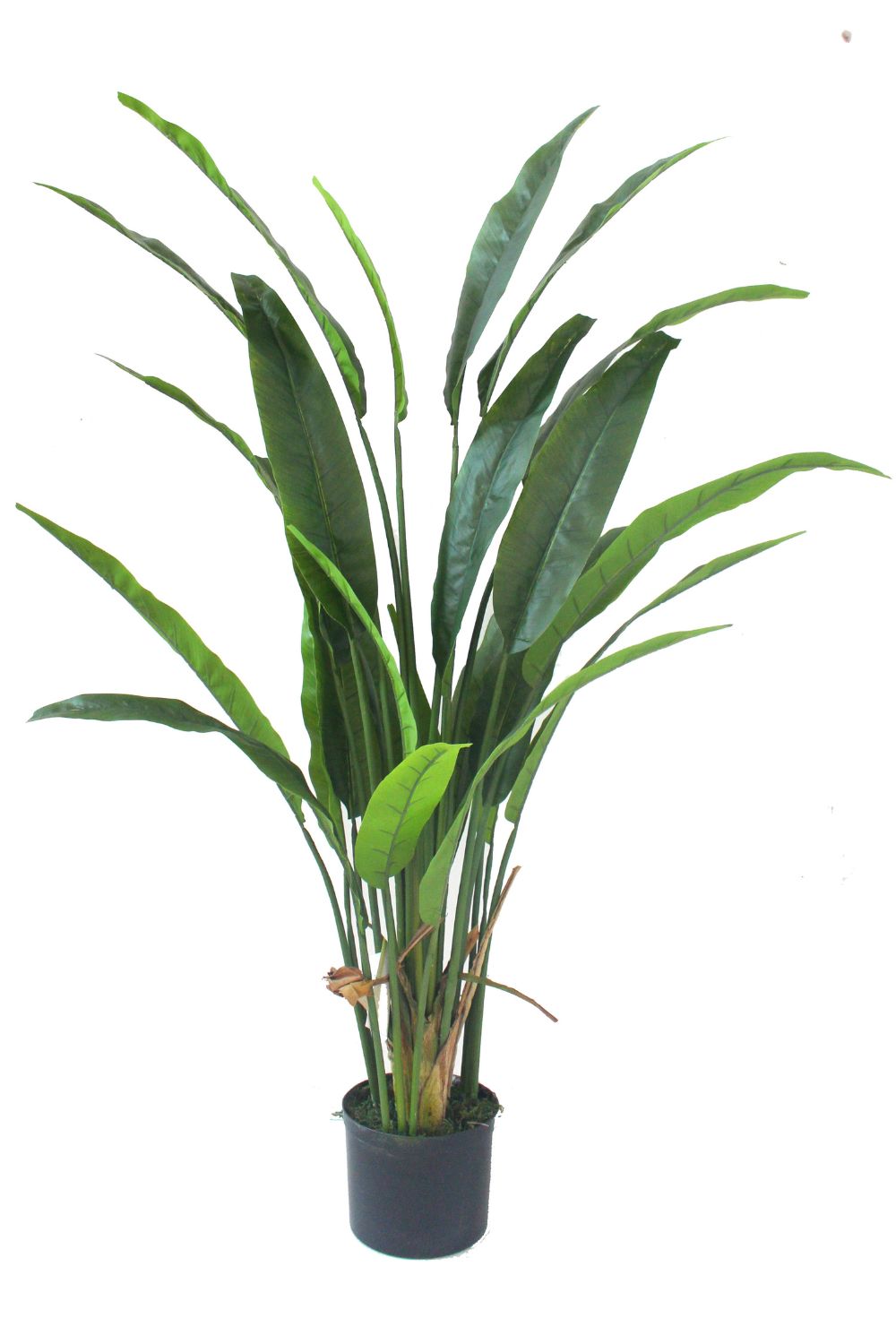 Strelitzia Kunstplant 160cm