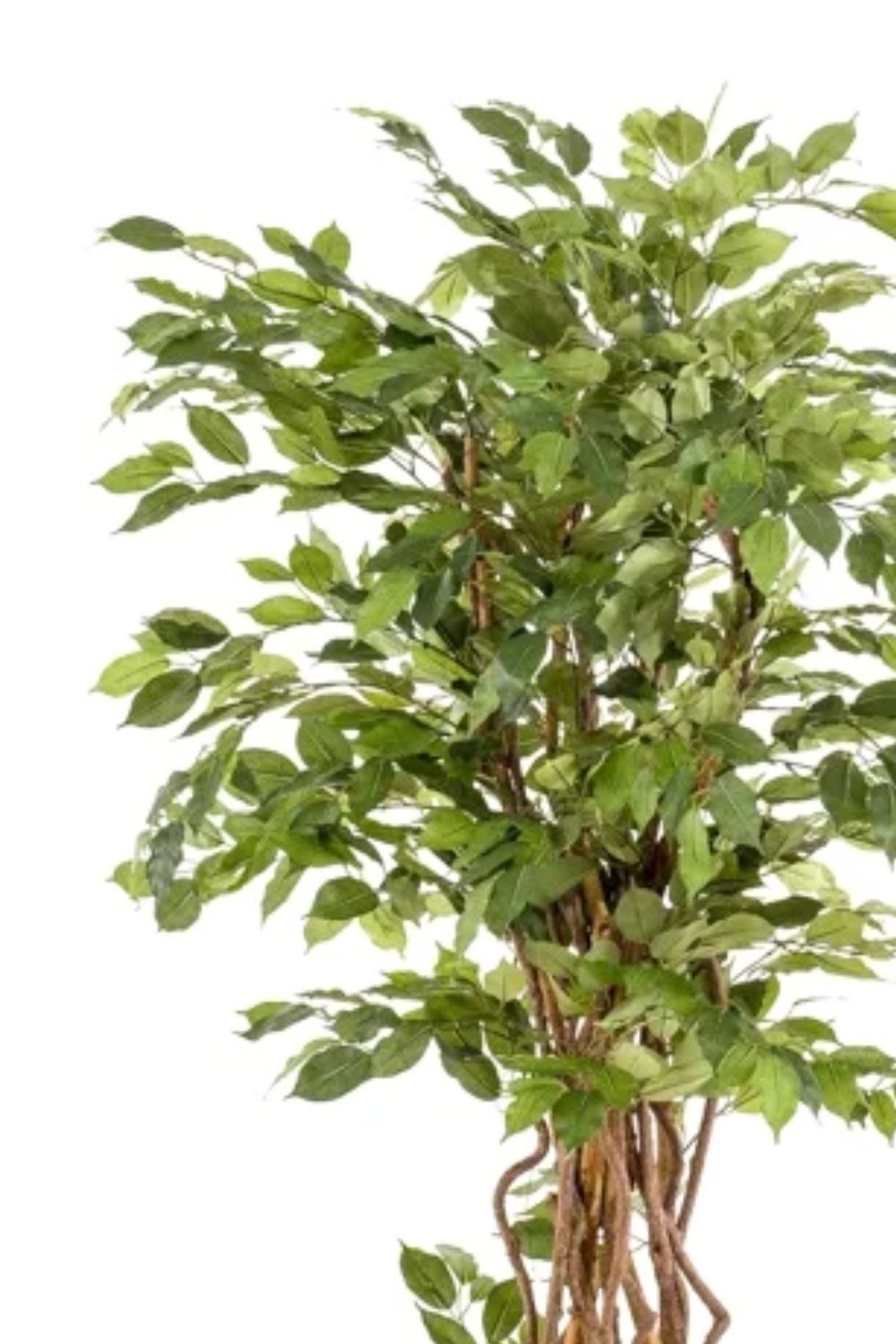 Bladeren Ficus Liana 170cm