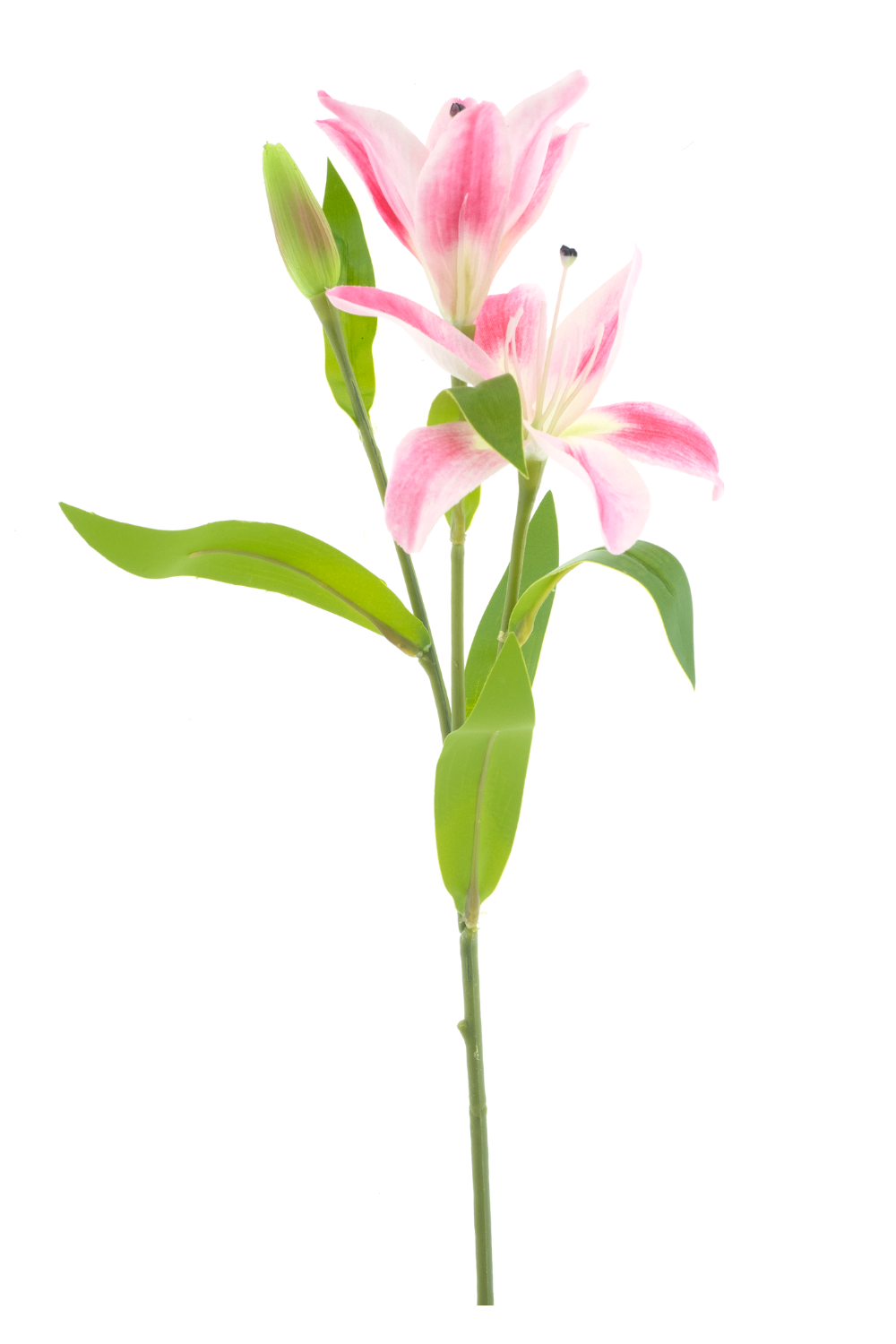 Lelie Jakarta Roze 53cm