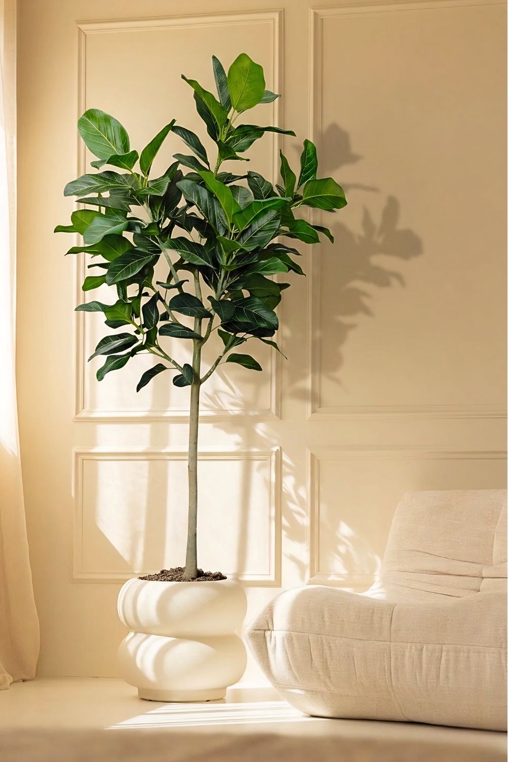 Pre-order Ficus Audrey 205cm Deluxe