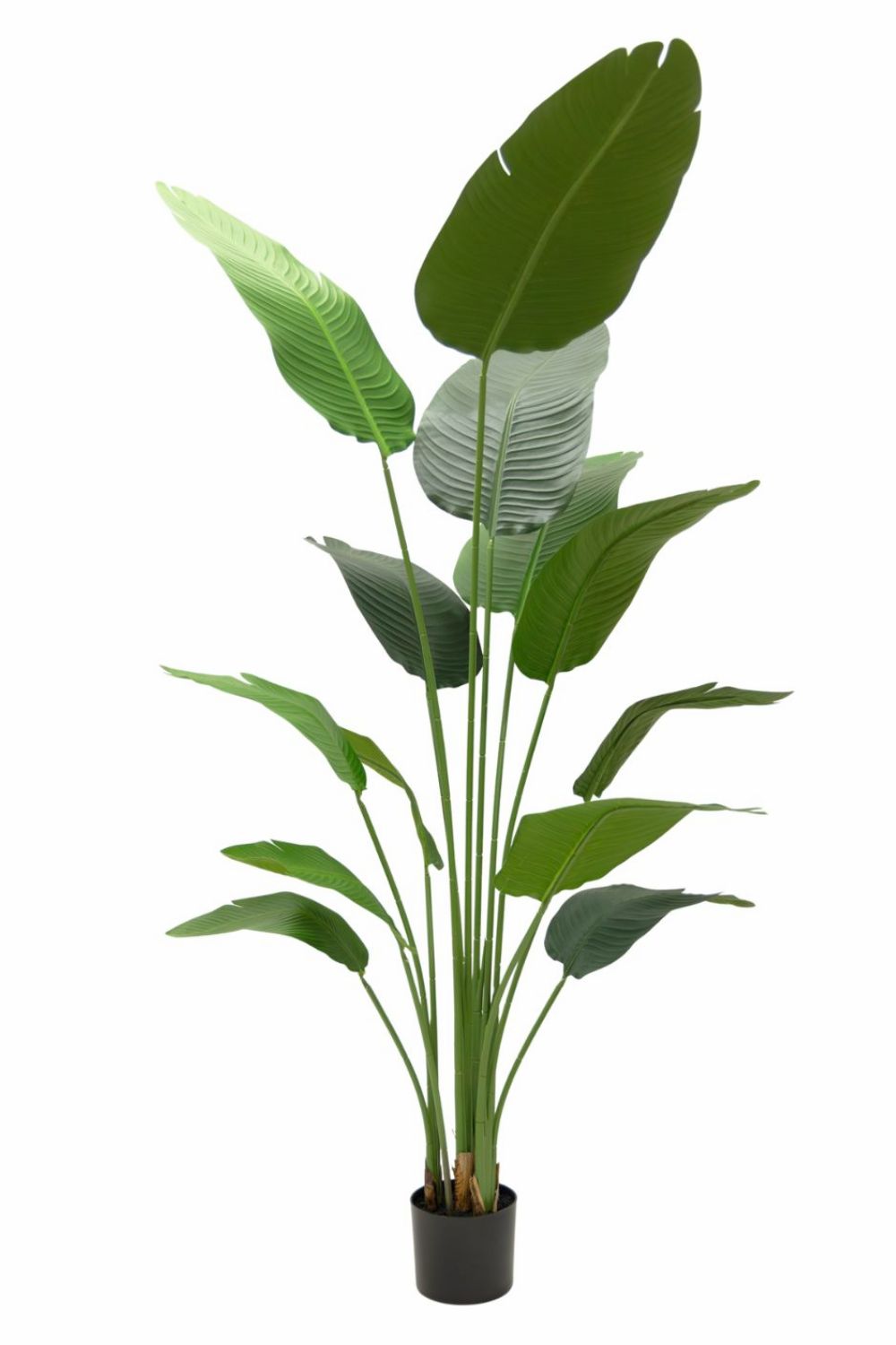 Strelitzia Kunstplant 210cm Budget
